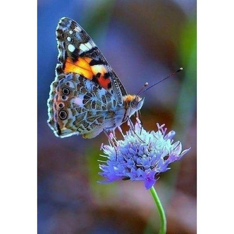 New Fast Delivery Butterfly Full Drill - 5D Diy Crystal Painting VM8613 - NEEDLEWORK KITS