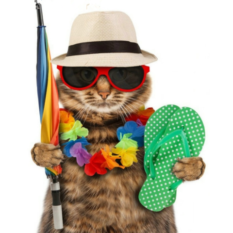 2019 New Hot Sale Beach Summer Funny Cat Diy 5d Rhinestone Art Kits VM7467 - NEEDLEWORK KITS