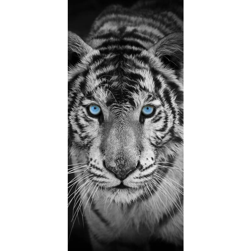 black and white tiger face with blue eyes