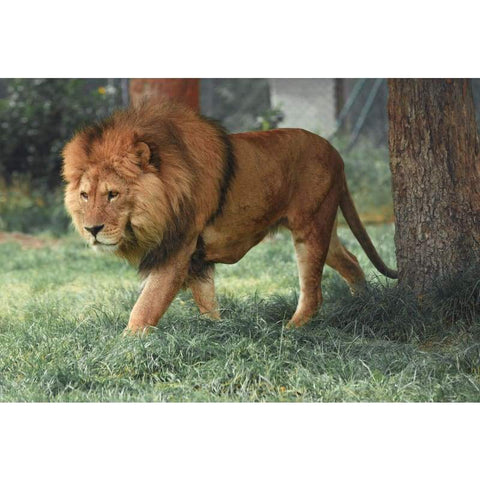 Stalking lion- Full Drill Diamond Painting - Special Order -