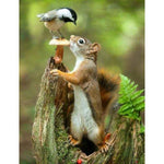 Full Drill - 5D DIY Diamond Painting Kits Cute Squirrel and Bird - NEEDLEWORK KITS