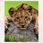Full Drill - 5D DIY Diamond Painting Kits Cute Leopard Baby - NEEDLEWORK KITS
