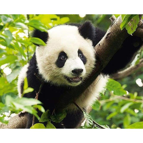 Hot Sale Cute Panda Animal Picture Full Drill - 5D Diy Diamond Painting Kits VM7856 - NEEDLEWORK KITS