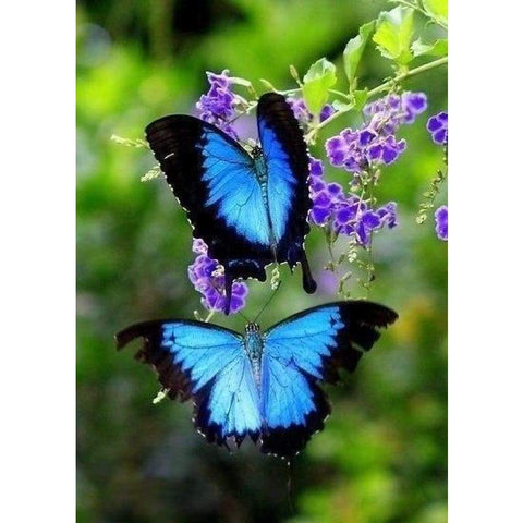 New Fast Delivery Butterfly Full Drill - 5D Diy Crystal Painting VM8614 - NEEDLEWORK KITS
