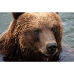 Bear Close Up - Full Drill Diamond Painting - Special Order 