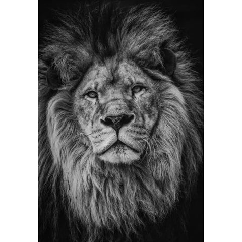 Black and white lion - Full Drill Diamond Painting - Special