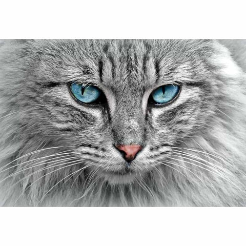 Blue Eyed Cat - Full Drill Diamond Painting - Special Order 
