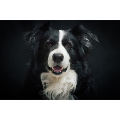 Border Collie 01 - Full Drill Diamond Painting - Special 