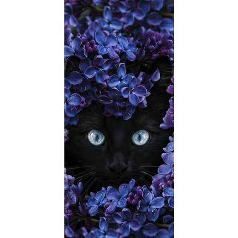 Cat In Purple Flowers- Full Drill Diamond Painting - Special