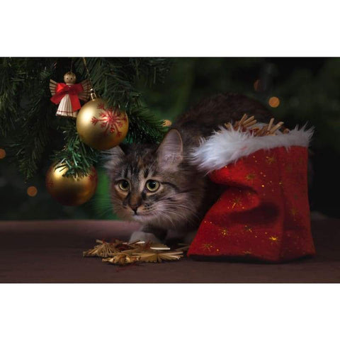 Christmas Cat (2)- Full Drill Diamond Painting - NEEDLEWORK KITS