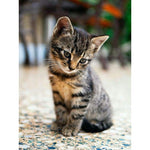 Cute kitten- Full Drill Diamond Painting - Special Order - 