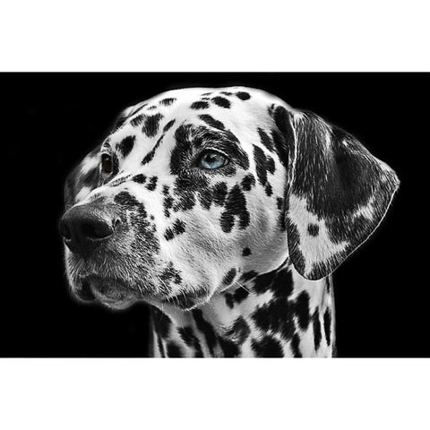 Dalmatian Dog- Full Drill Diamond Painting - Special Order -