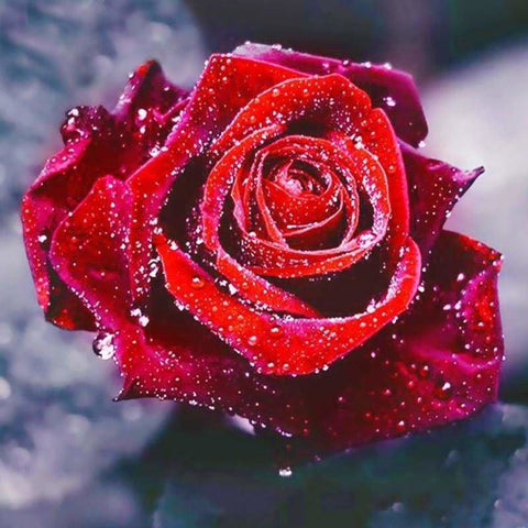 Dream Red Rose Full Drill - 5D Diy Diamond Painting Flowers 