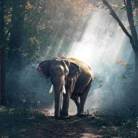 Full Drill - 5D DIY Diamond Painting Kits Elephant in the Forest - NEEDLEWORK KITS
