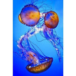 Full Drill - 5D DIY Diamond Painting Kits Fantastic Jellyfishs - NEEDLEWORK KITS