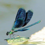 Full Drill - 5D DIY Diamond Painting Kits Blue Dragonfly