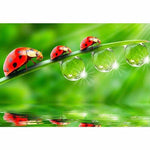 Full Drill - 5D DIY Diamond Painting Kits Ladybugs - NEEDLEWORK KITS