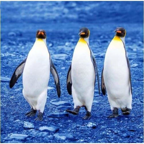 Full Drill - 5D DIY Diamond Painting Kits Walking Penguins