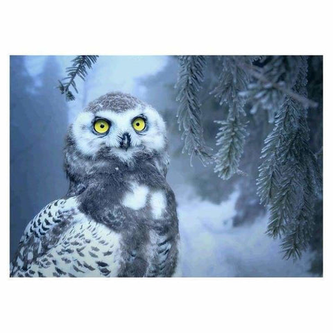 Full Drill - 5D DIY Diamond Painting Kits Winter Snow Owl - 