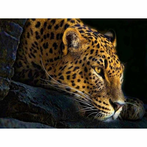 Hot Sale Animal Portrait Leopard Full Drill - 5D Diy Diamond