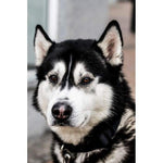 Husky black and white- Full Drill Diamond Painting - Special