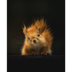 Squirrel - Full Drill Diamond Painting - Special Order - 