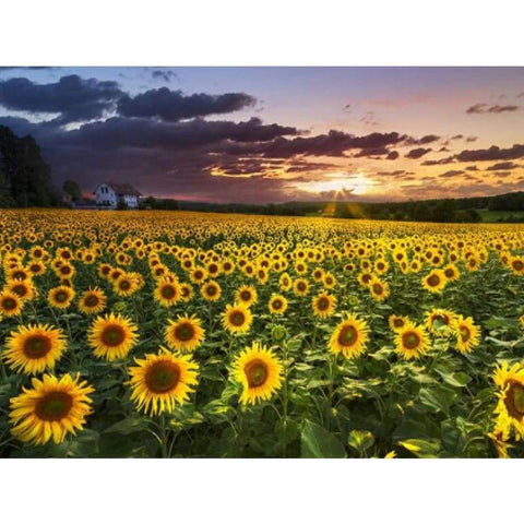 Sunflower Field - NEEDLEWORK KITS