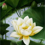 Water Lily - NEEDLEWORK KITS